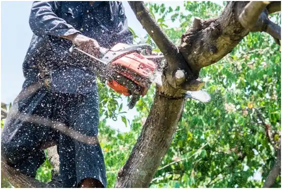 tree services Shallowater